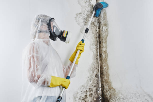 Best Environmental Consulting for Mold Prevention  in Saratoga, WY